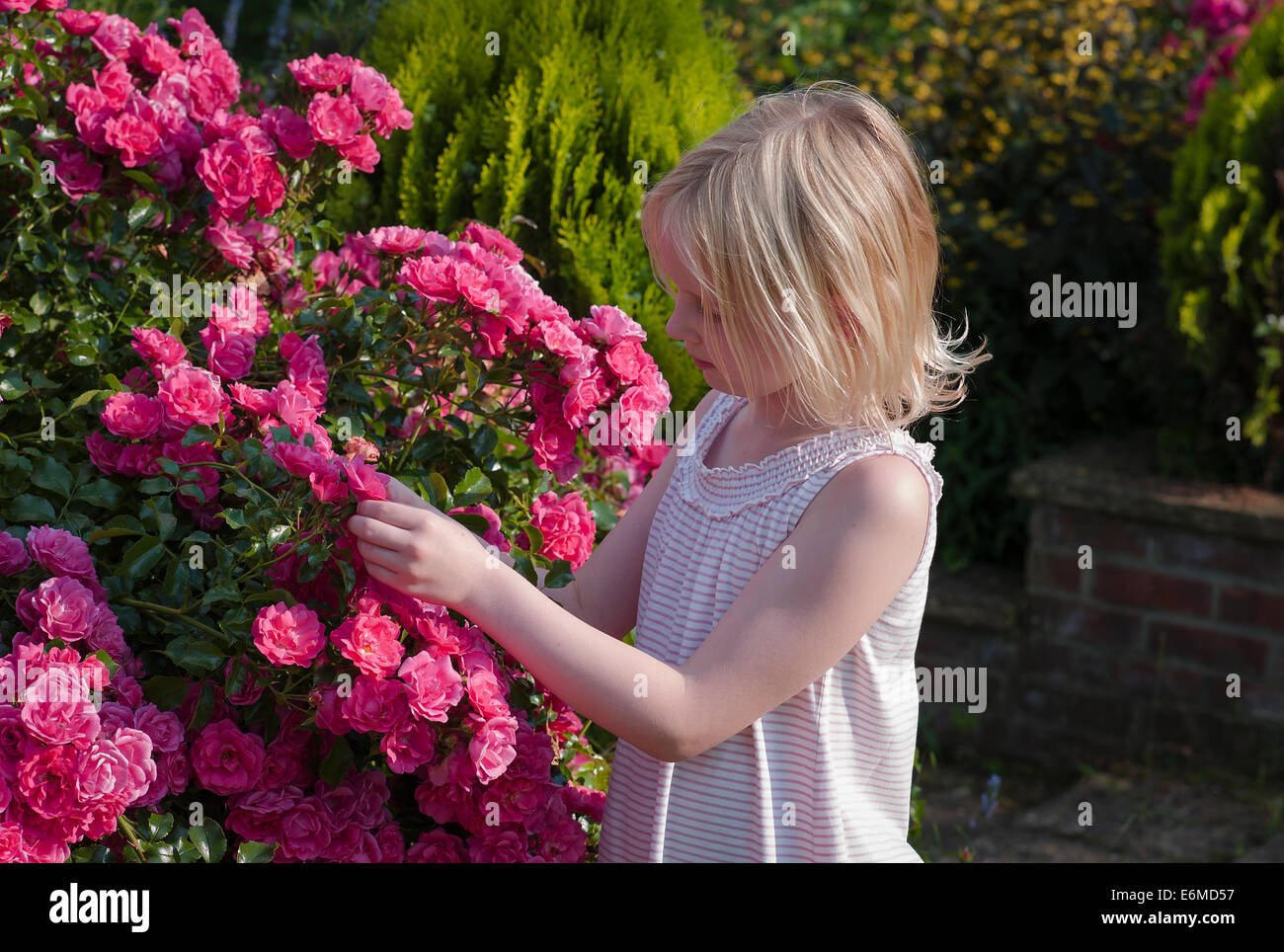 Ragazza giovane di ispezionare le rose rosa per "creepy imperfezioni' Foto Stock