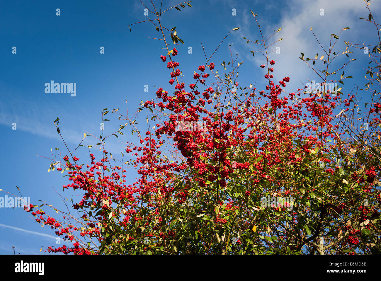 Bacche rosse in autunno su cotonieaster alberi in ambiente urbano Foto Stock