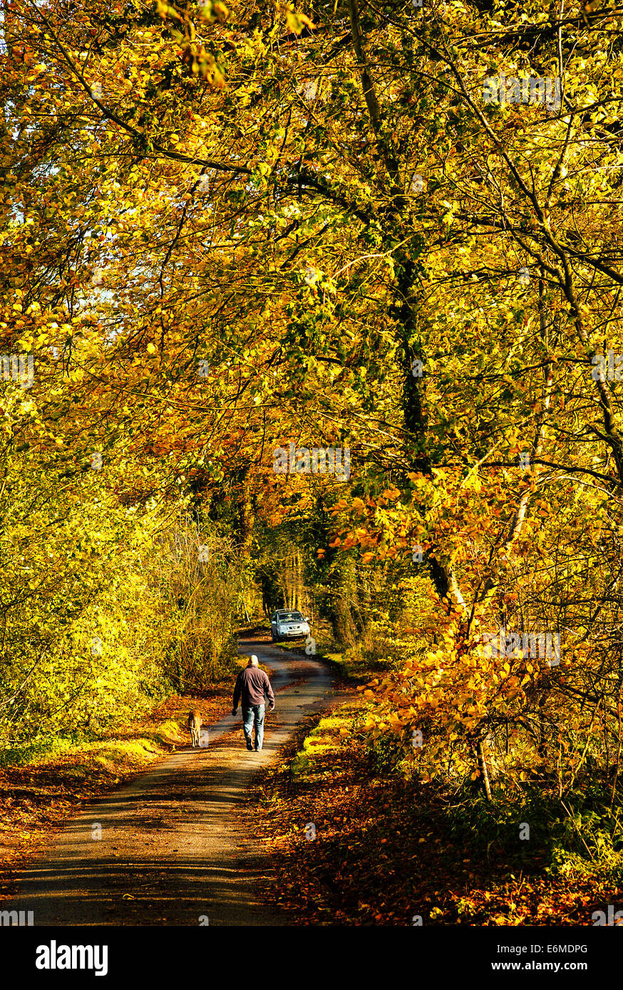 Dog-walker in una corsia di WILTSHIRE REGNO UNITO in autunno Foto Stock