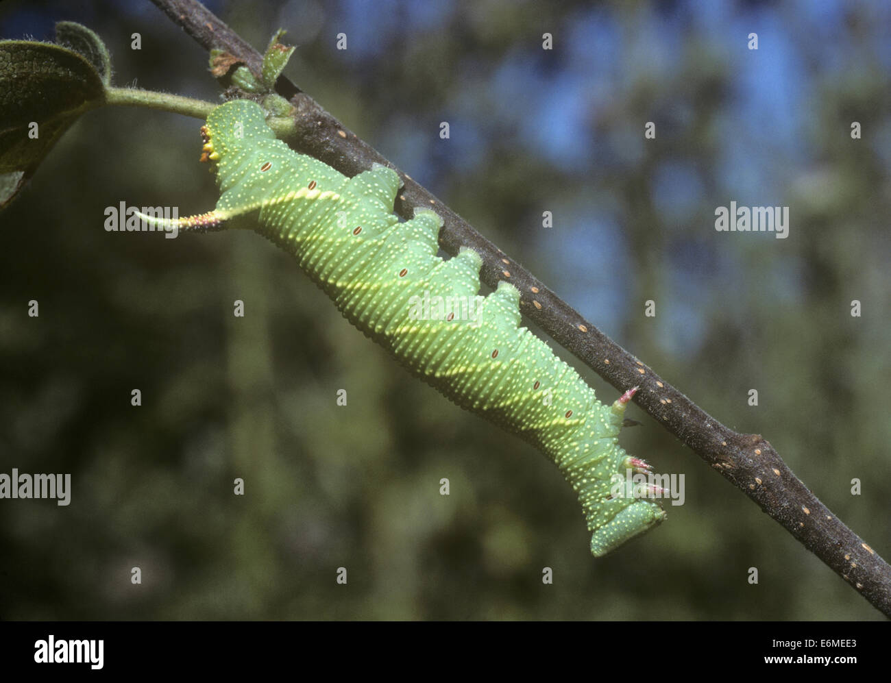 Lime Hawk-moth Mimas tiliae Foto Stock