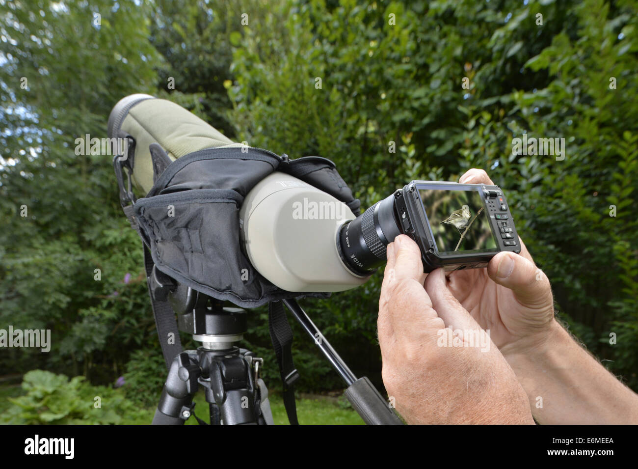 Il sistema digiscoping - prendere una immagine digitale attraverso un birder del campo Foto Stock