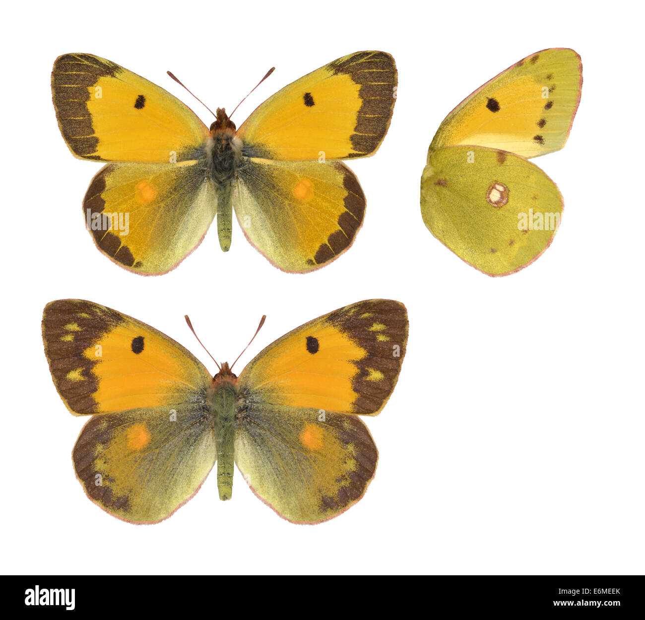 Offuscato giallo - Colias croceus. Maschio (parte superiore) - femmina (fondo). Foto Stock