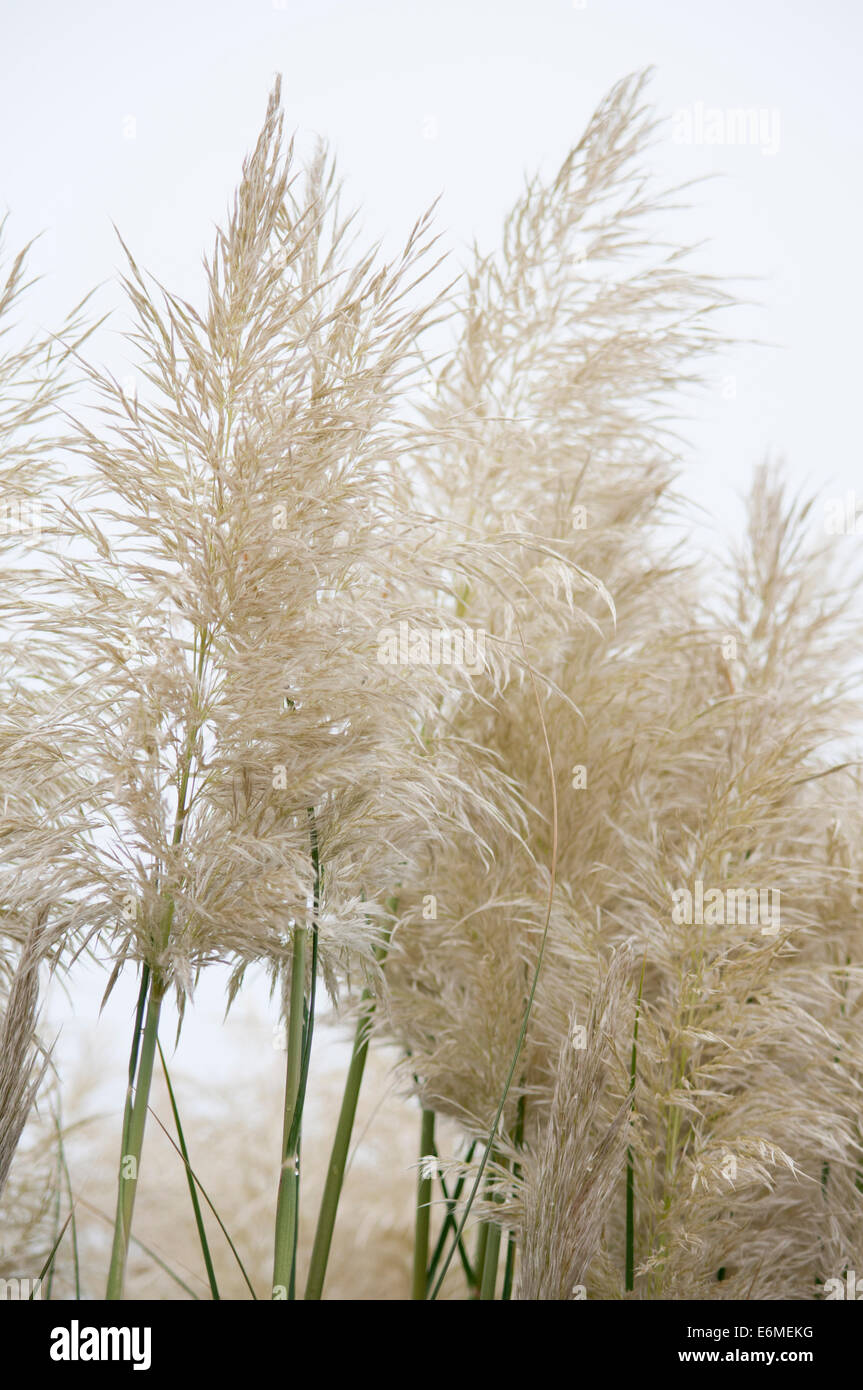 CORTADERIA SELLOANA Foto Stock