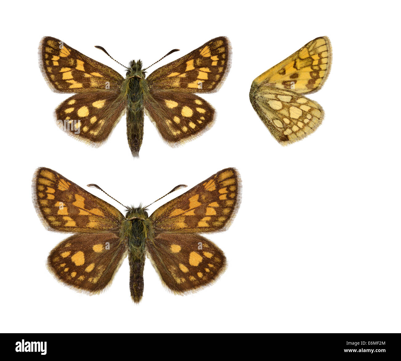 Skipper a scacchi - Carterocephalus palaemon. Maschio (parte superiore) - femmina (fondo). Foto Stock