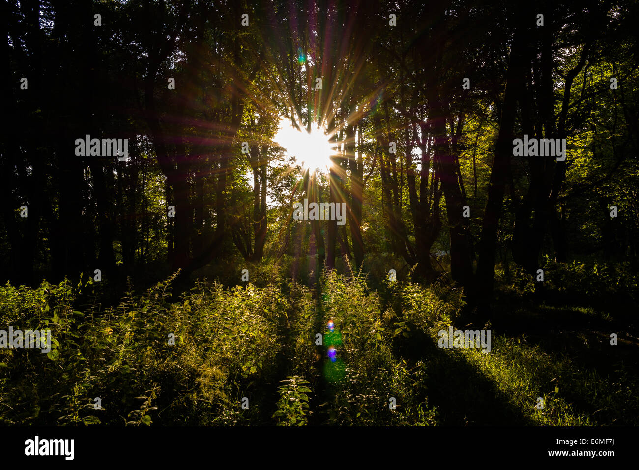 Luce del sole serale a Ashridge Estate Foto Stock