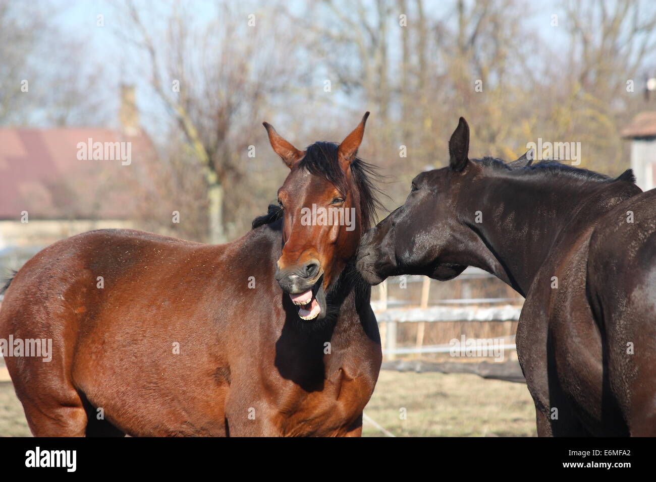 Cavallo marrone ridere circa il cavallo nero in piedi vicino Foto Stock