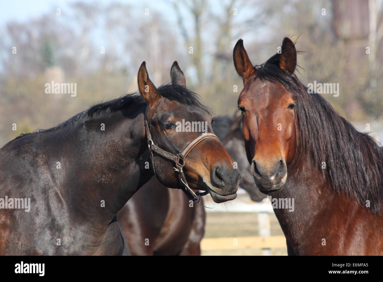 Nero e Marrone cavalli nuzzling ogni altro Foto Stock