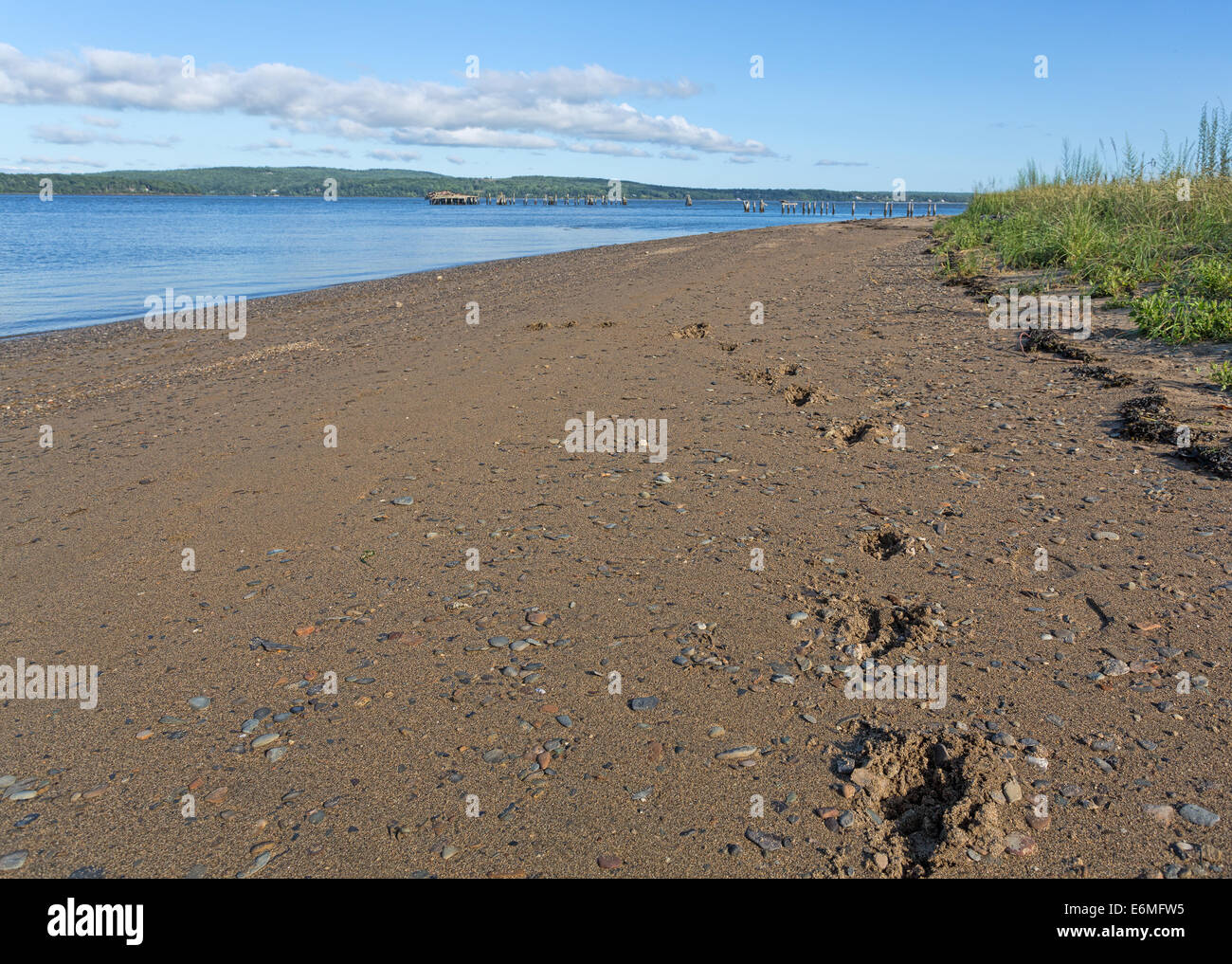Footprint del cane che conduce nella distanza su di una spiaggia di ghiaia a Sandy Point in Stockton molle Maine con il fiume Penobscot in Foto Stock