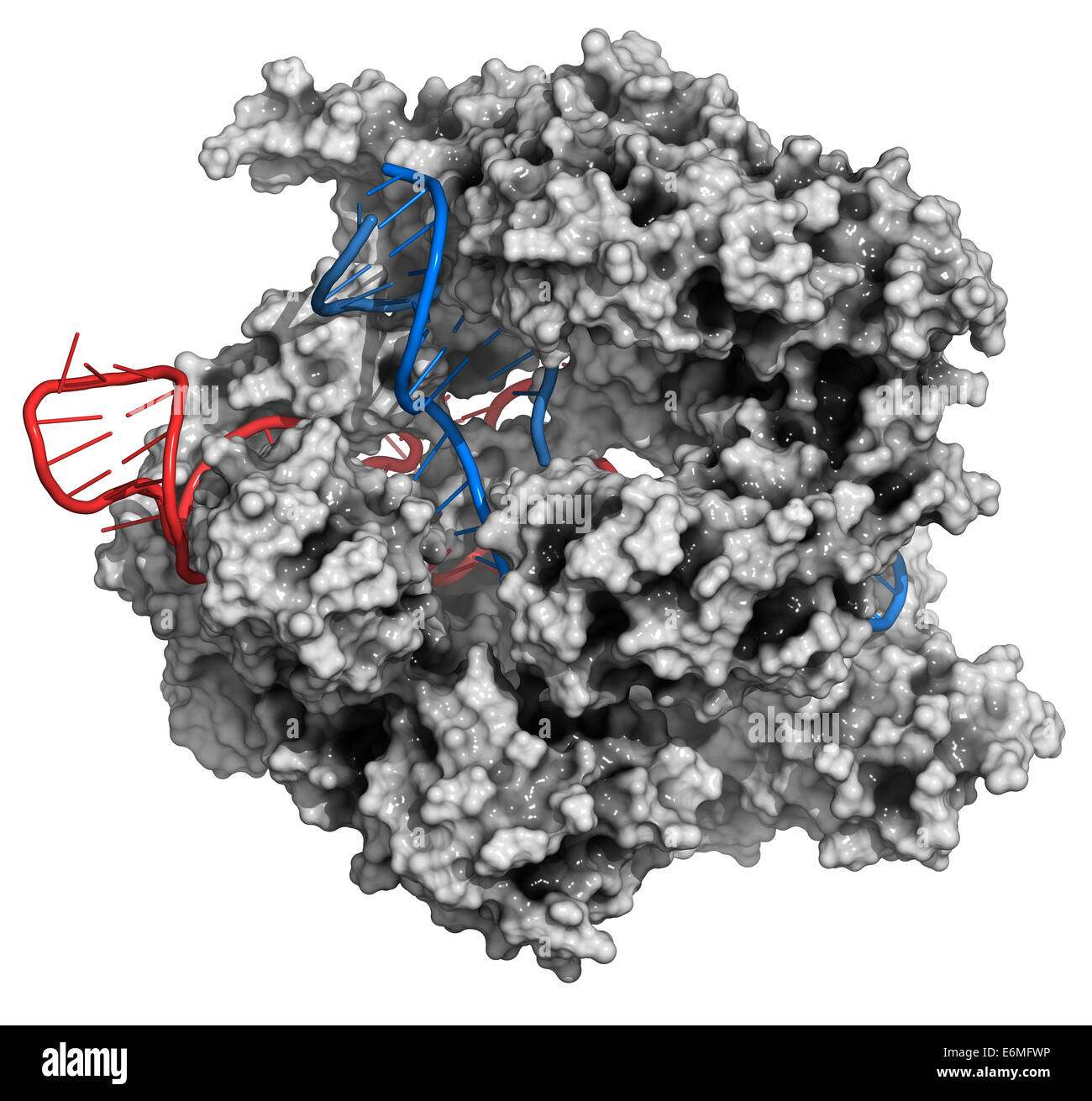 CRISPR-CAS9 gene complesso di editing da Streptococcus pyogenes. Il cas9 proteina nucleasi utilizza una guida sequenza di RNA per tagliare DNA. Foto Stock