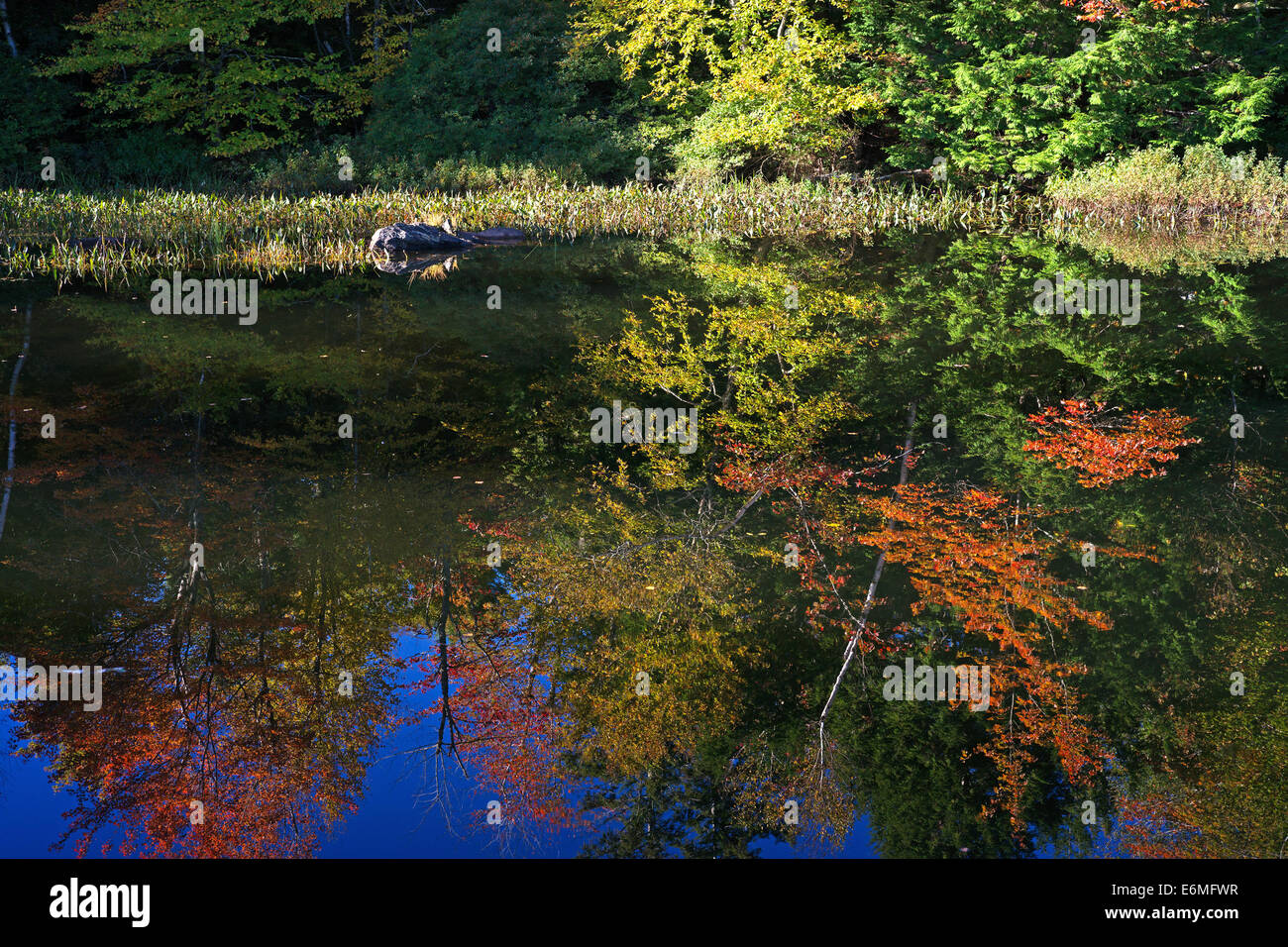 Le foglie di autunno girando di colore con una riflessione sulla piccola ancora stagno nel Maine autunno. Foto Stock