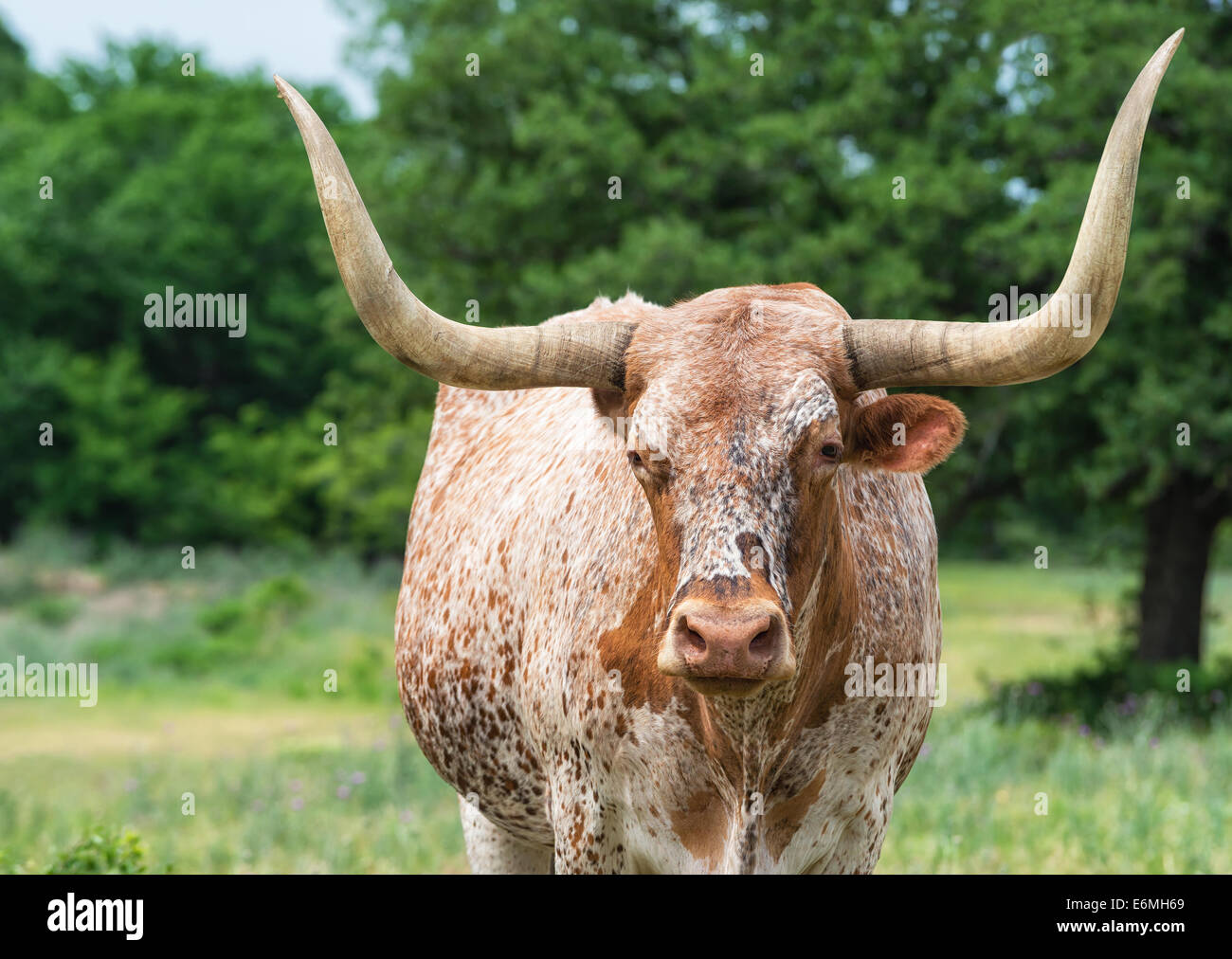 Vista dettagliata del Texas longhorn su pascolo Foto Stock