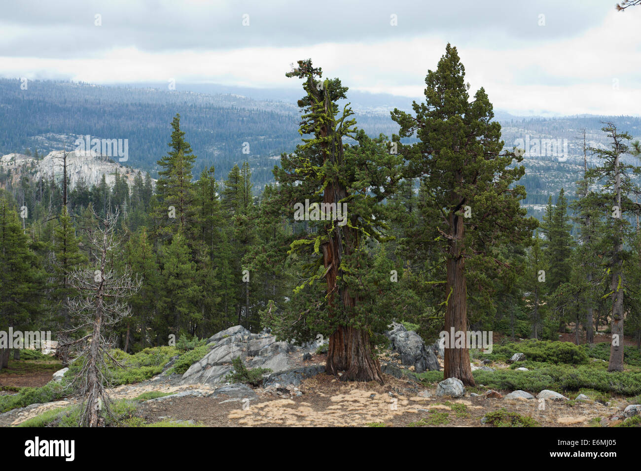 Sierra di alberi di ginepro (Juniperus occidentalis) della High Sierra Nevada - Yosemite, California USA Foto Stock