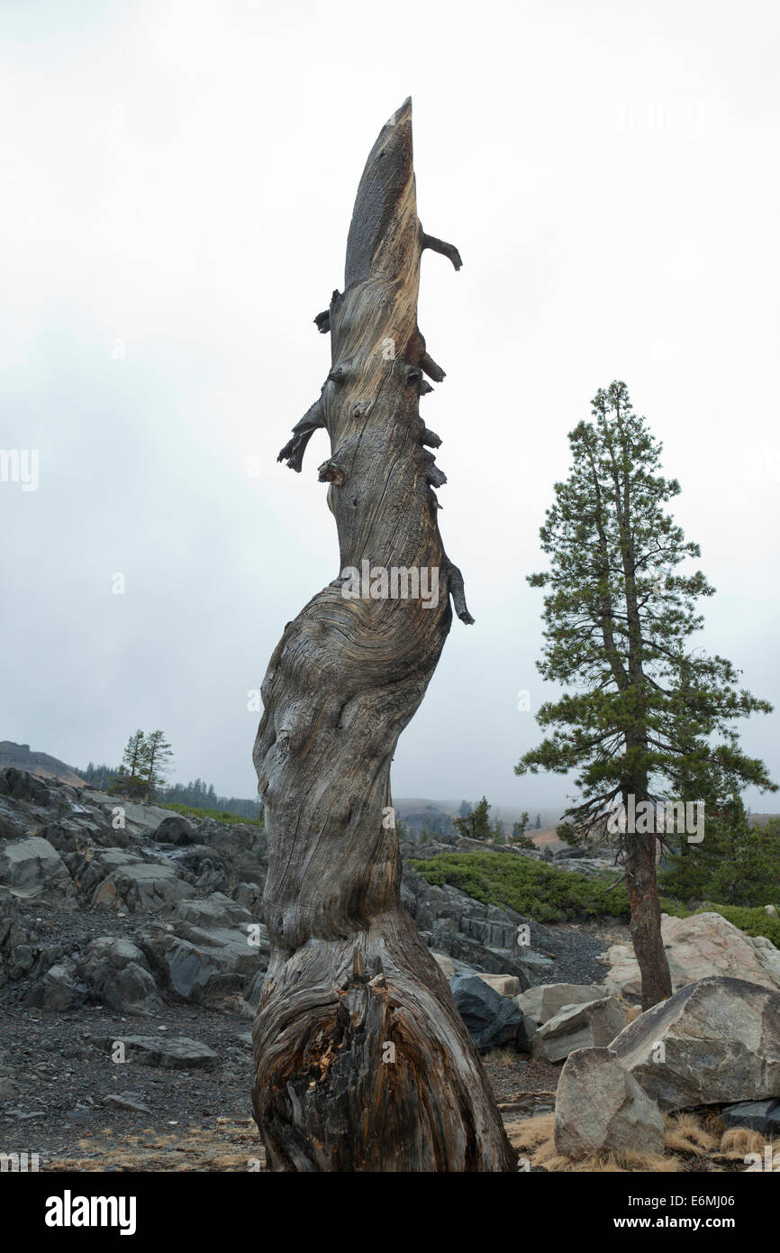 Dead Sierra Juniper tronco di albero (Juniperus occidentalis) della High Sierra Nevada - Yosemite, California USA Foto Stock