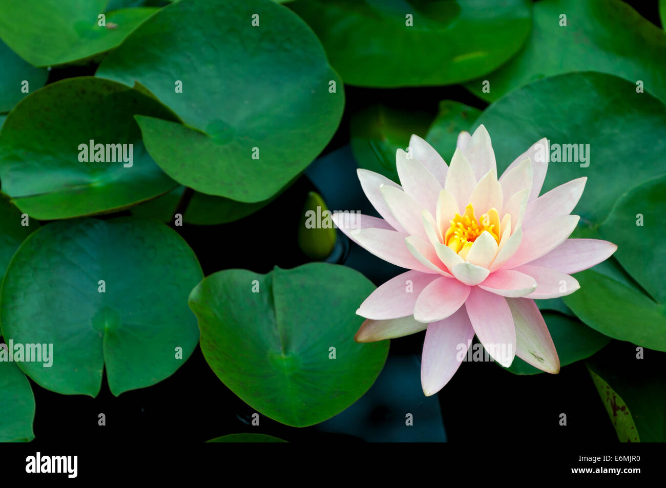 Sacra pianta di loto o Nelumbo nucifera in piena fioritura in cima all'acqua circondati da Lily Pad Foto Stock