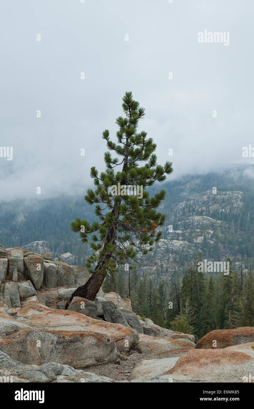 Pino Ponderosa (Pinus ponderosa) nella catena montuosa della Sierra Nevada - California USA Foto Stock