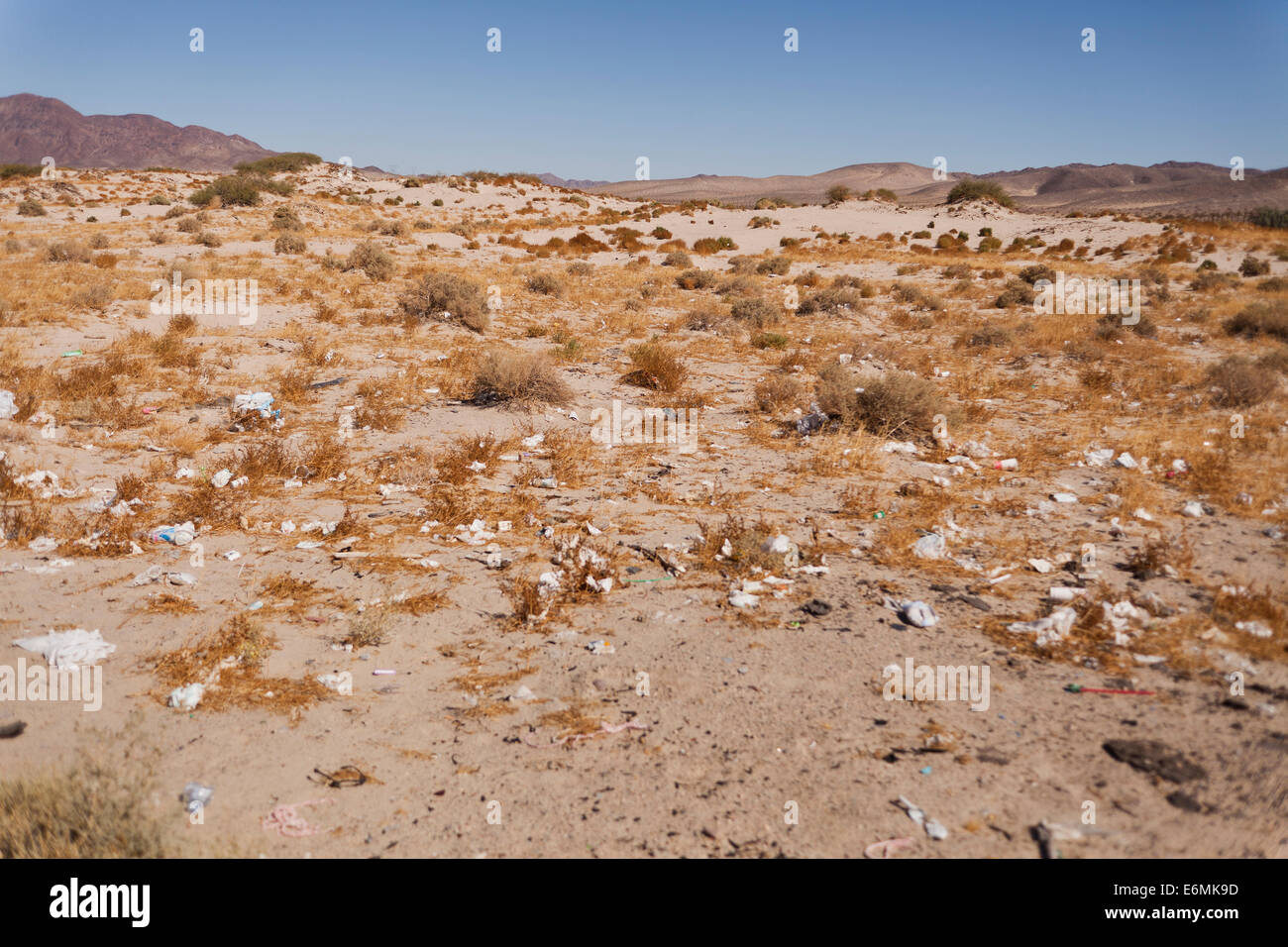 Cucciolata lungo il sud-ovest americano desert highway - Deserto Mojave, California USA Foto Stock