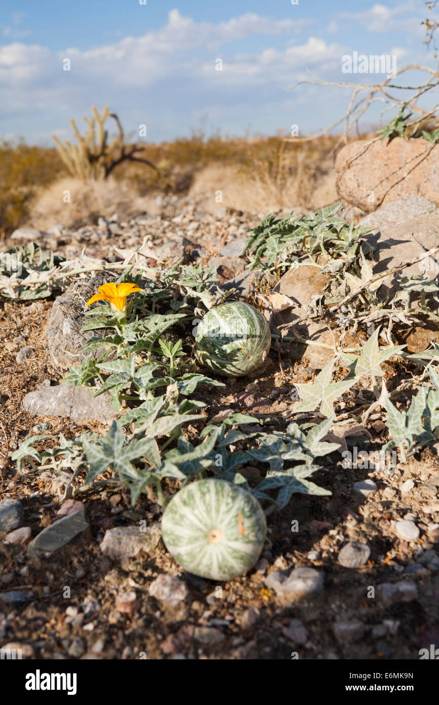 Coyote melone deserto aka zucca (Cucurbita palmata) - Deserto Mojave, California USA Foto Stock