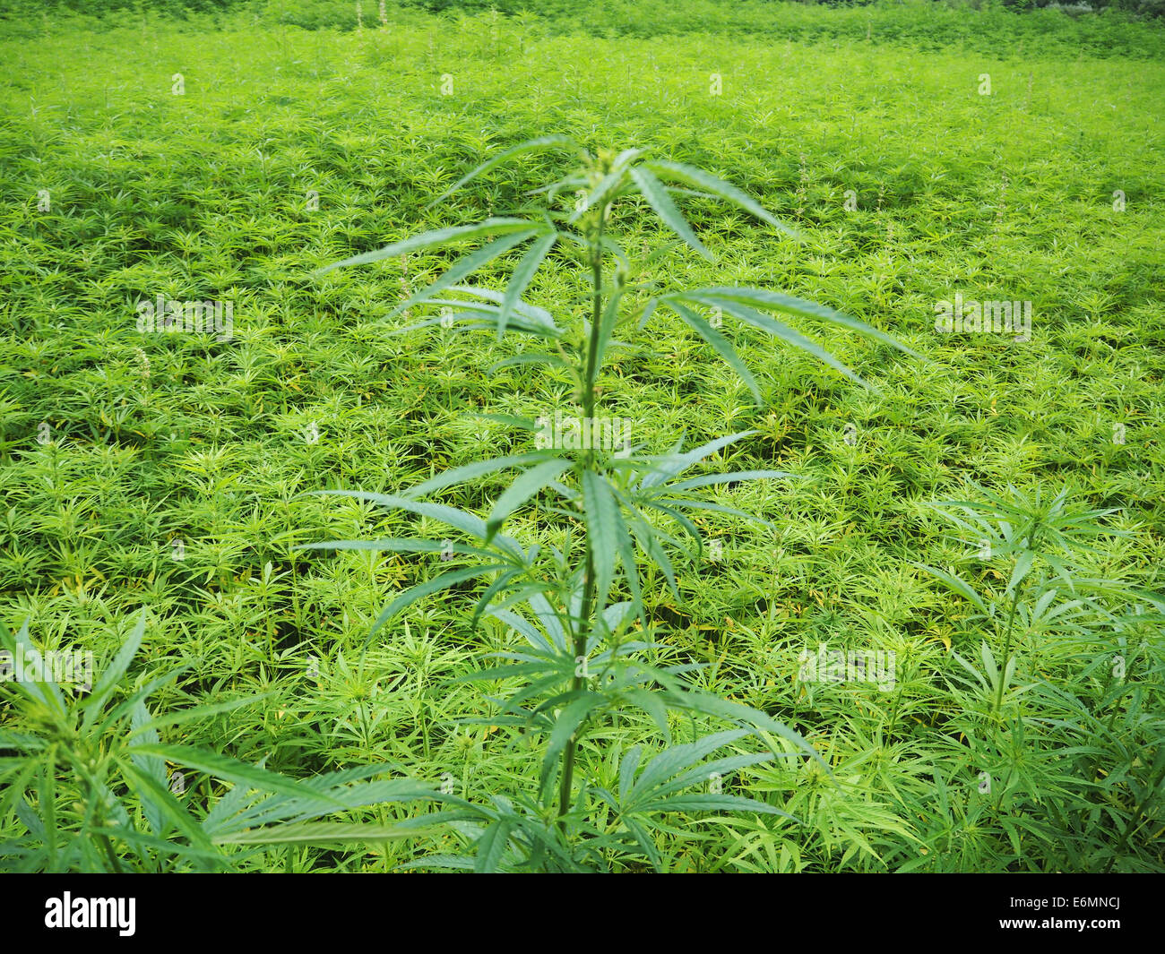 Un campo di piante di canapa è visto nel nord della Francia il 19 luglio 2014. Foto: Wolfram Steinberg dpa Foto Stock