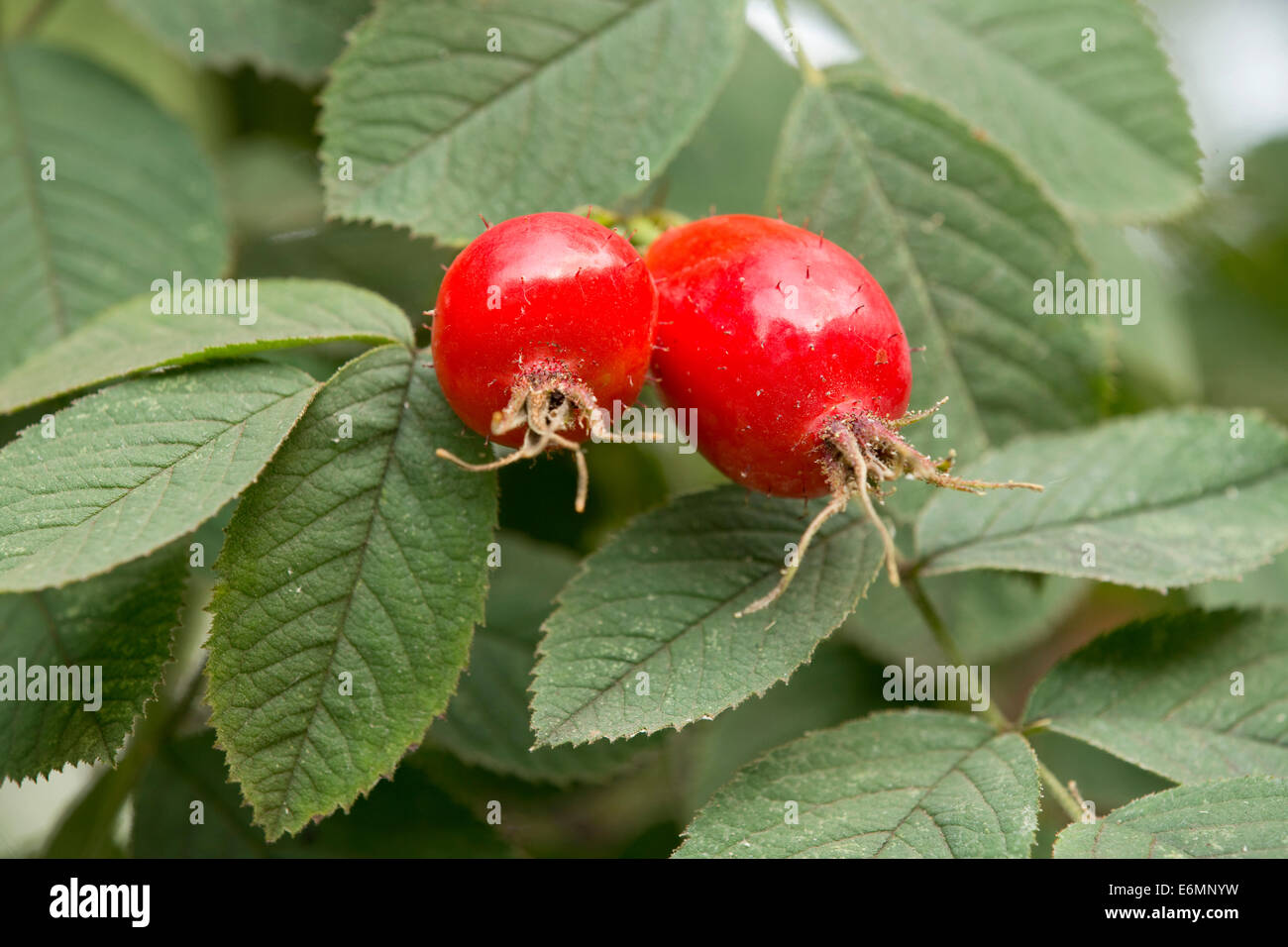 Rosa canina e foglie, Apple rosa (Rosa villosa), Turingia, Germania Foto Stock
