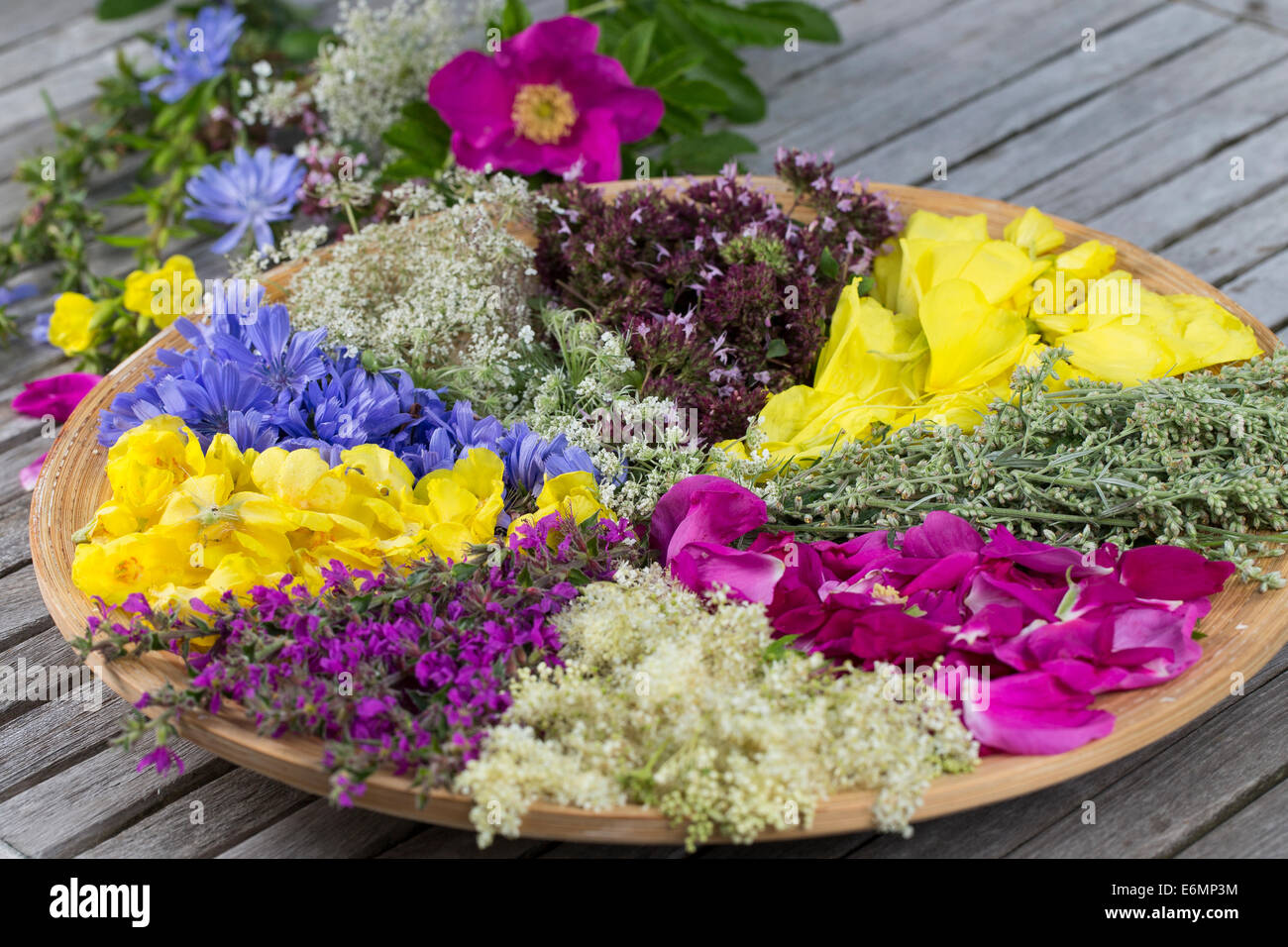 Blütenteller, Blüten, Blumen, Kräuter, Kräuter sammeln, Kräuterernte, Blütenblätter auf einem Teller sortiert zum Trocknen, essb ed Foto Stock
