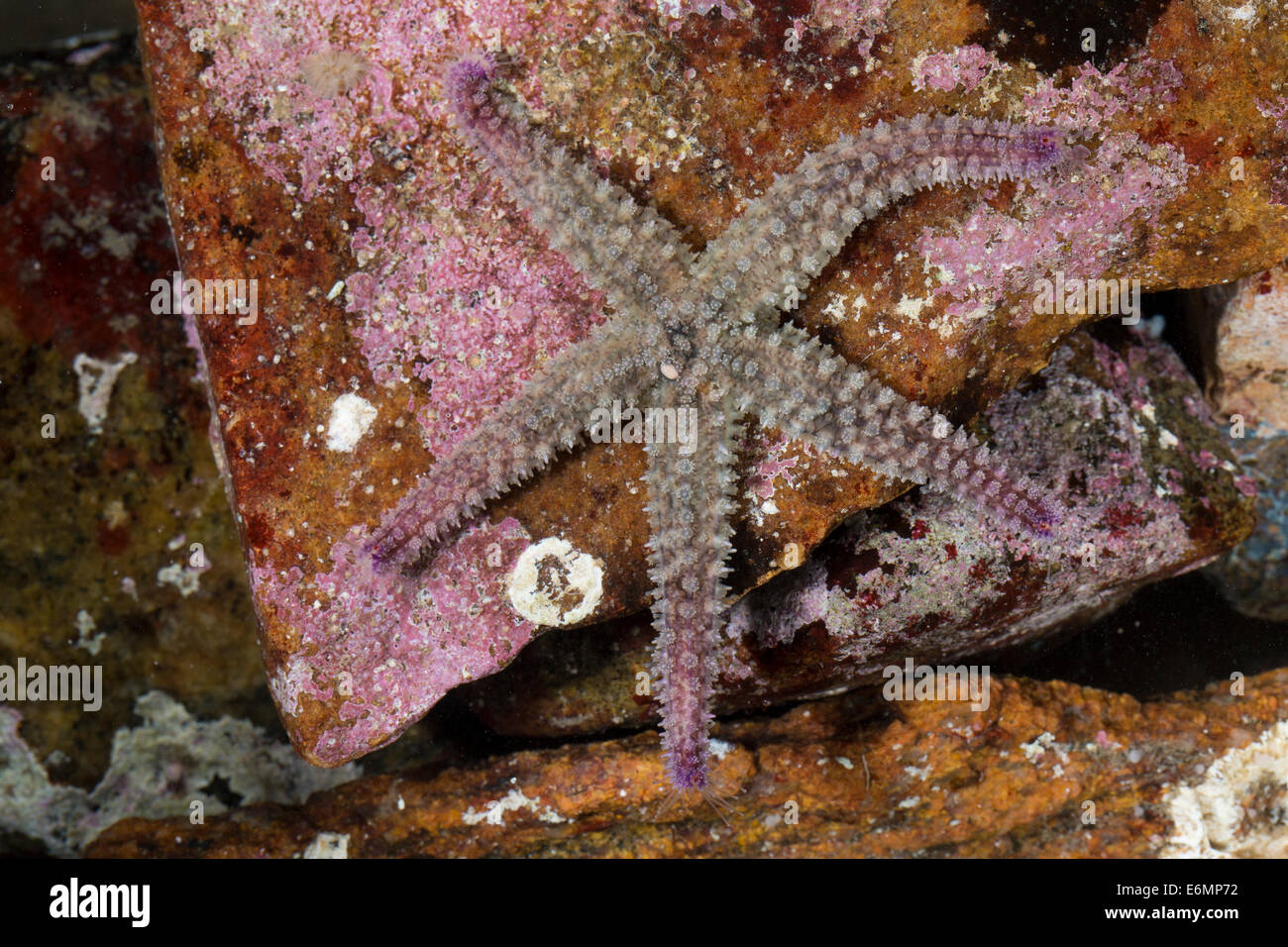 Starfish spinosa, spinoso stella di mare, Eisstern, Eisseestern, Eis-Seestern, Warzenstern, Warzen-Seestern, Marthasterias glacialis Foto Stock