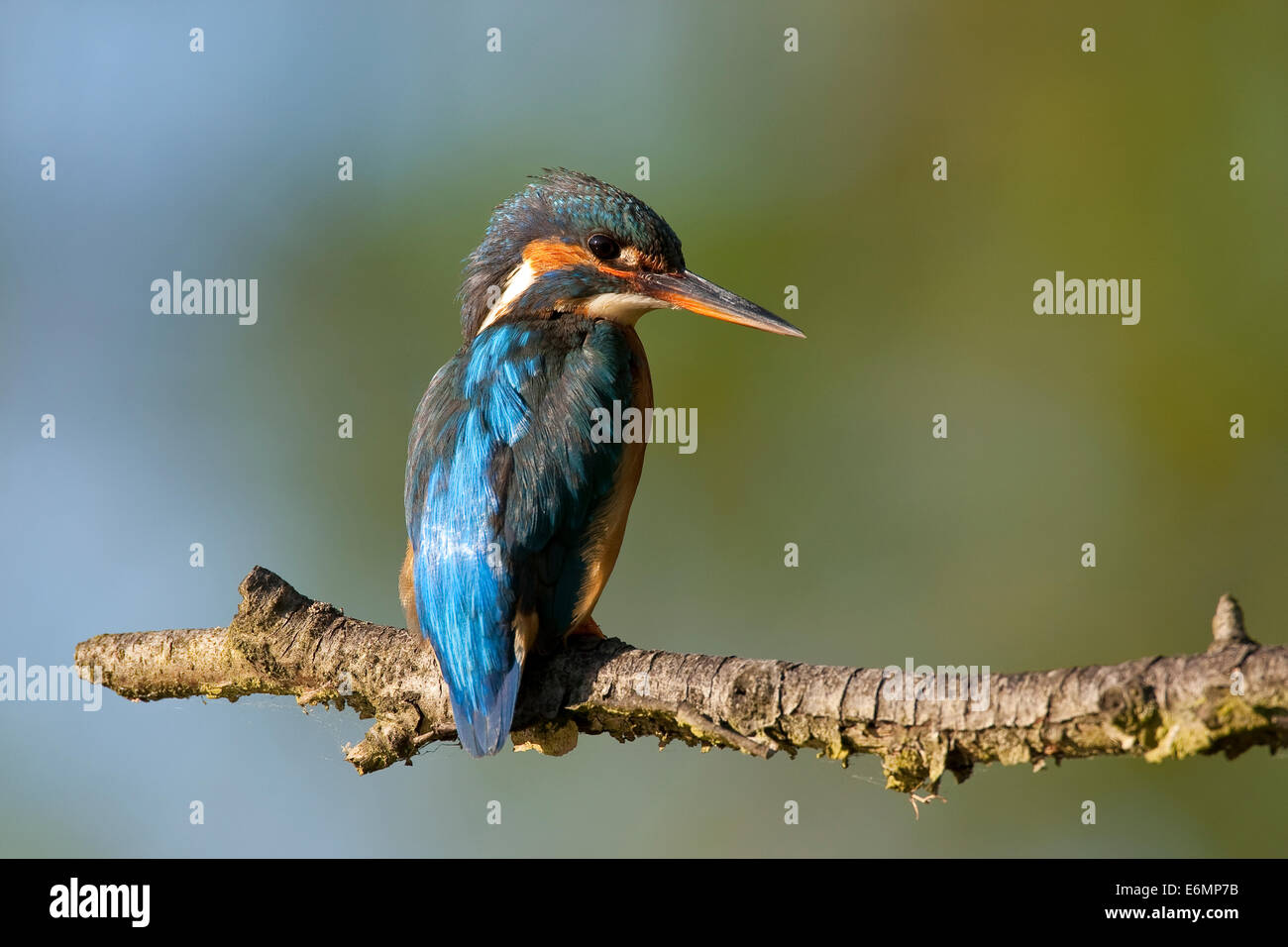 Kingfisher, Eisvogel, Eis-Vogel, Alcedo atthis, Martin-pêcheur d'Europa Foto Stock
