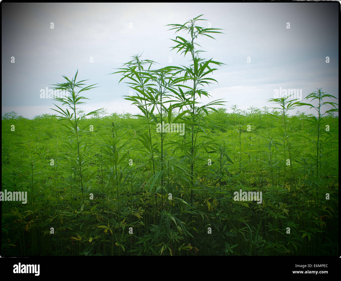 Un campo di piante di canapa è visto nel nord della Francia il 19 luglio 2014. Foto: Wolfram Steinberg dpa Foto Stock