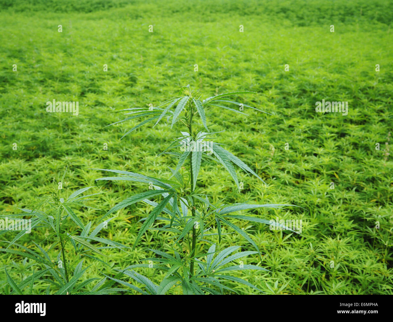 Un campo di piante di canapa è visto nel nord della Francia il 19 luglio 2014. Foto: Wolfram Steinberg dpa Foto Stock