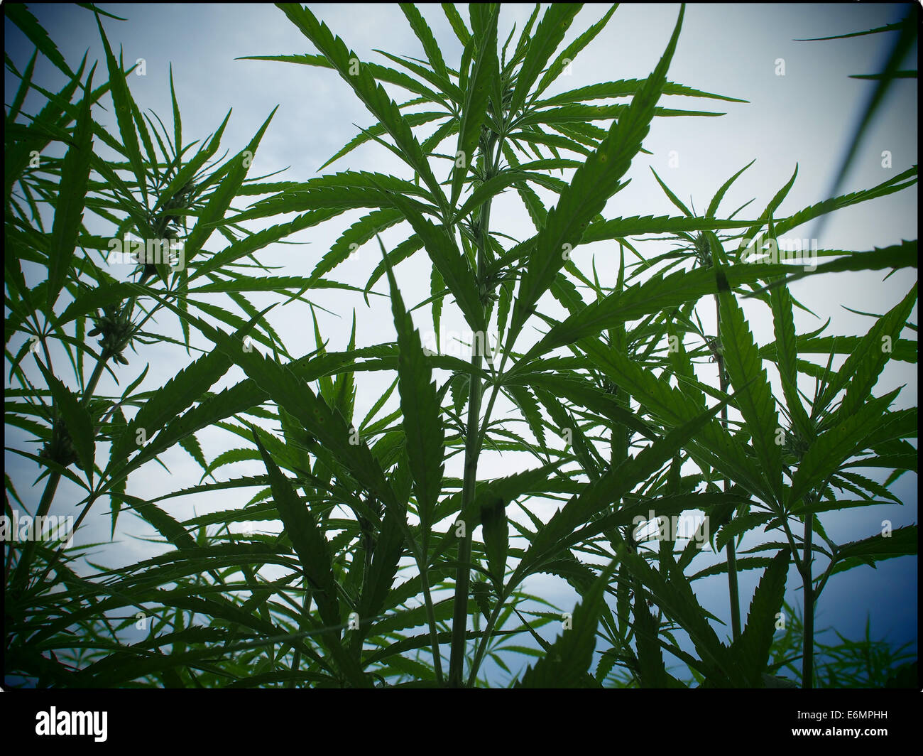 Un campo di piante di canapa è visto nel nord della Francia il 19 luglio 2014. Foto: Wolfram Steinberg dpa Foto Stock