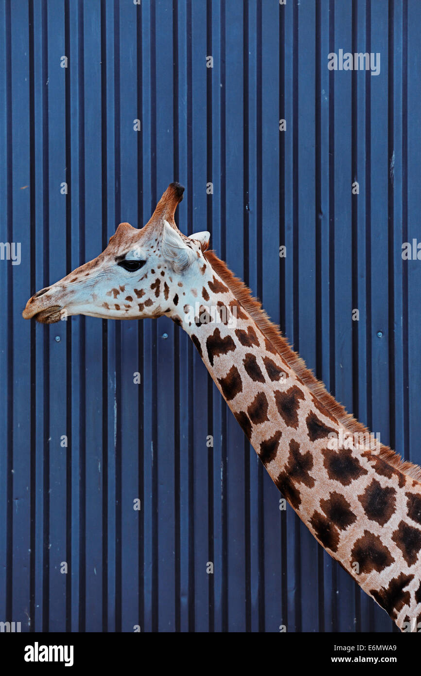 La testa e il collo di una giraffa Rothschild contro un blu scuro edificio Foto Stock