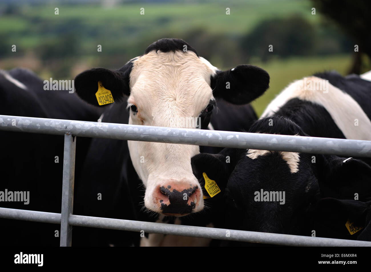 Vacca, il frisone, il pembrokeshire Foto Stock