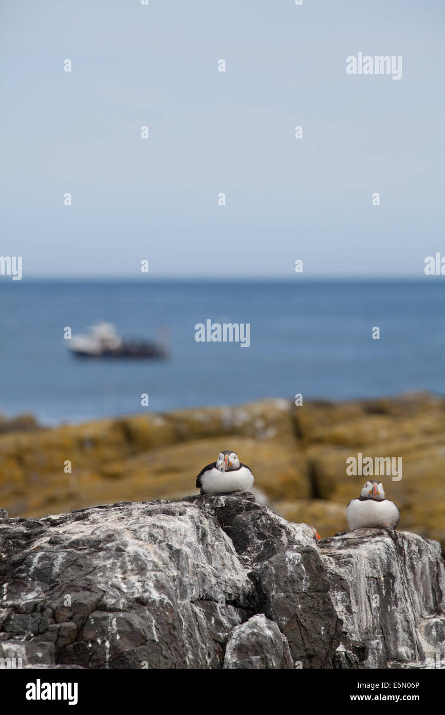 Fratercula arctica pulcinelle di mare sulle rocce a costa, isole farne, Northumberland, Regno Unito Foto Stock