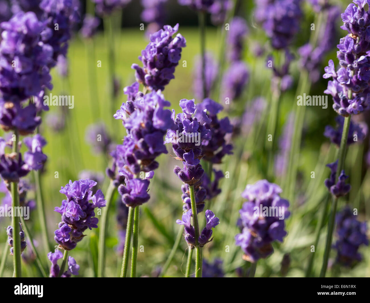 Piante di lavanda in un giardino inglese Foto Stock