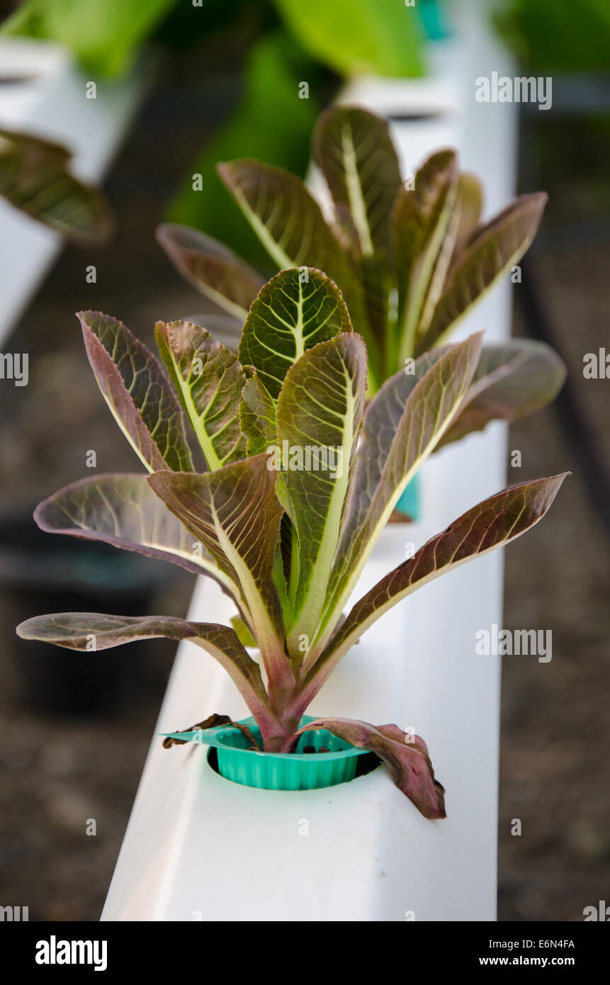 Da vegetali di piante di coltura idroponica Foto Stock