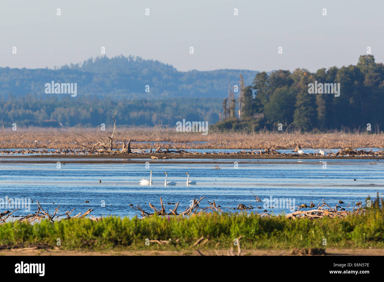 Whooper cigni nuotare nel lago Foto Stock