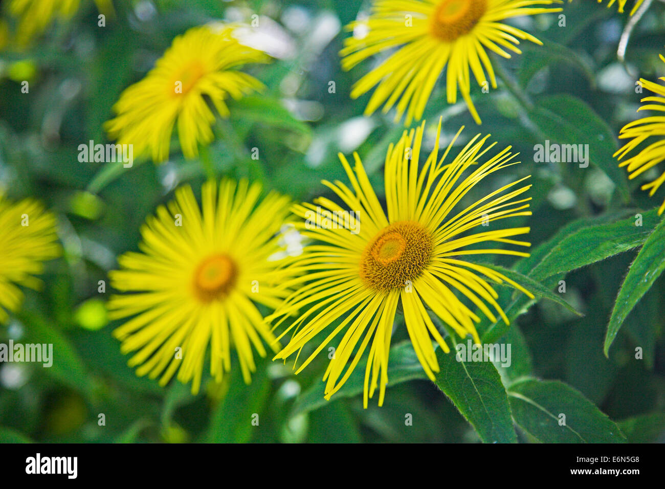 Inula Hookeri. Foto Stock