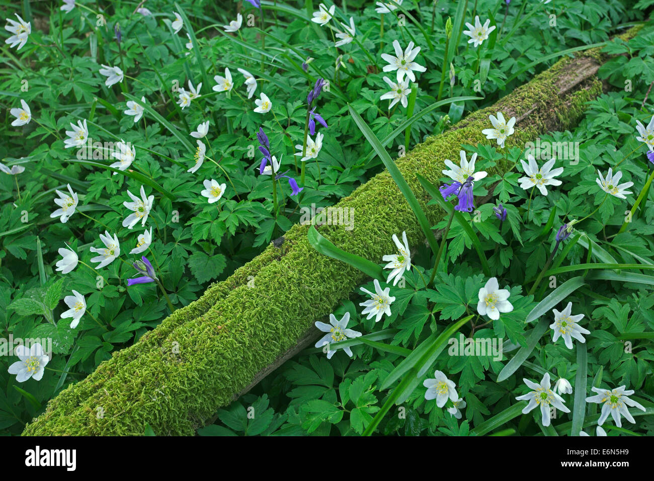 Il legno di anemoni e Bluebells crescendo sul suolo della foresta. Foto Stock