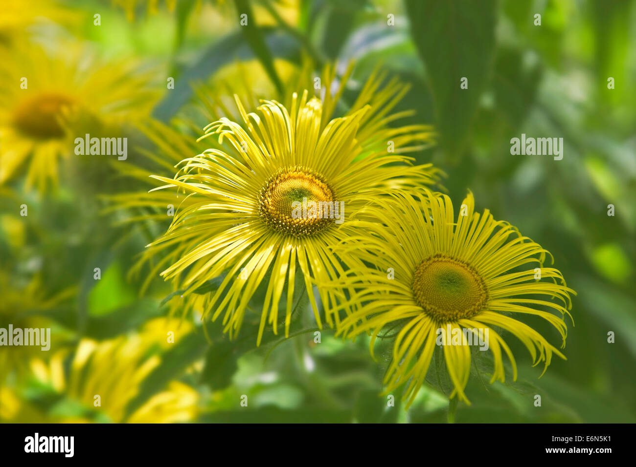 Inula Hookeri. Foto Stock