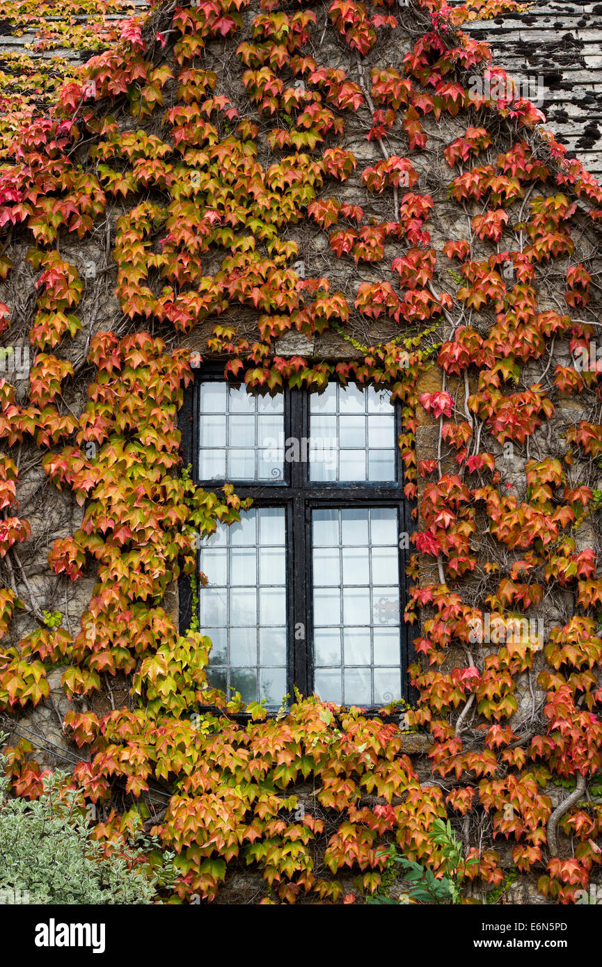 Parthenocissus tricuspidata intorno a windows. Boston Ivy / giapponese il superriduttore. Regno Unito Foto Stock