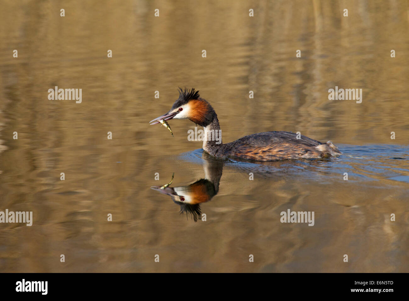 Svasso maggiore (Podiceps cristatus) nuotare nel lago con pesce nel becco Foto Stock