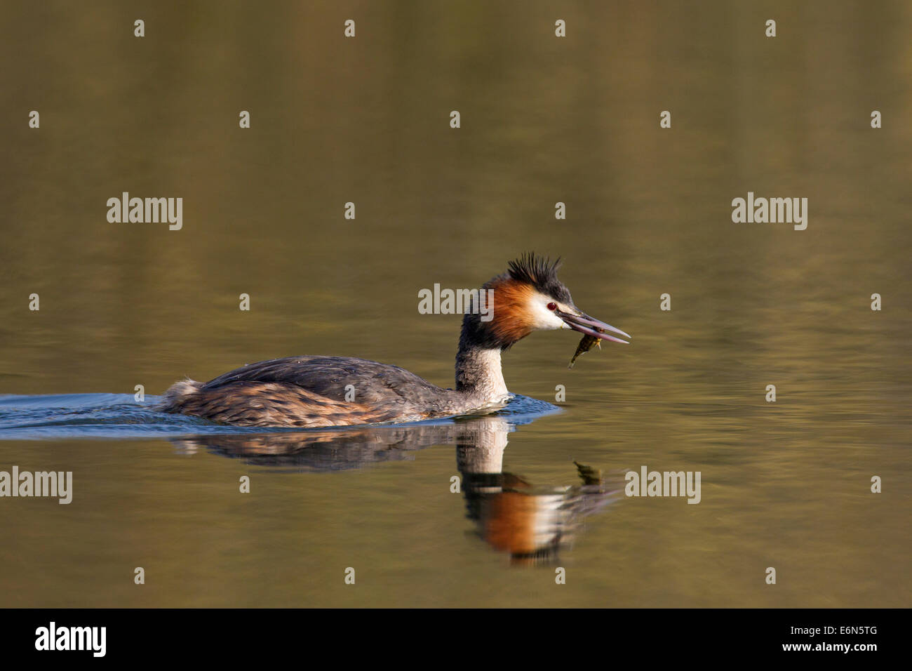 Svasso maggiore (Podiceps cristatus) nuotare nel lago con pesce nel becco Foto Stock