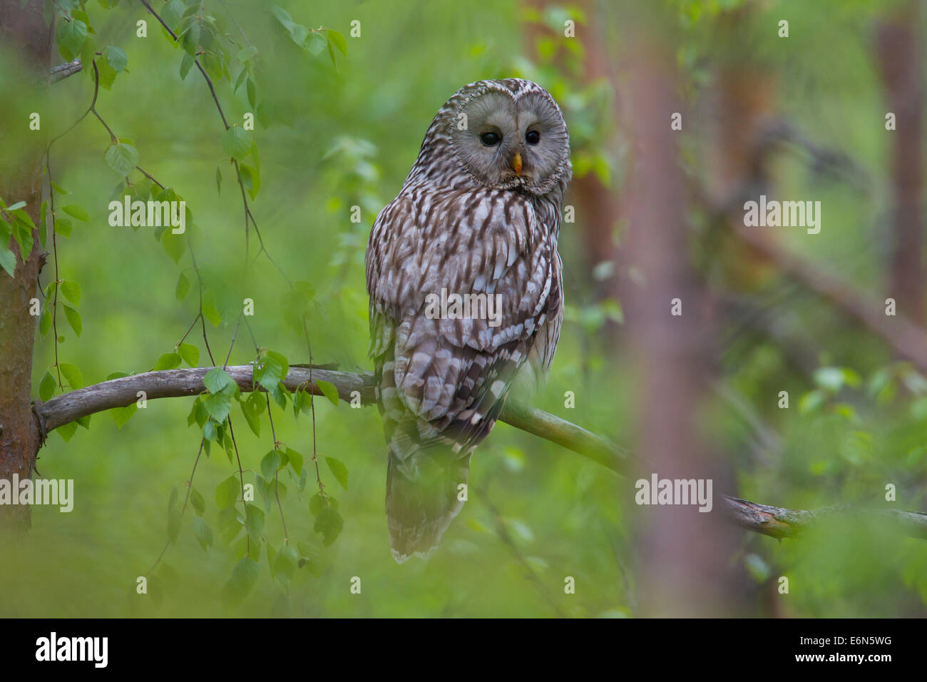 Ural allocco (Strix uralensis) arroccato nella struttura ad albero, Scandinavia Foto Stock