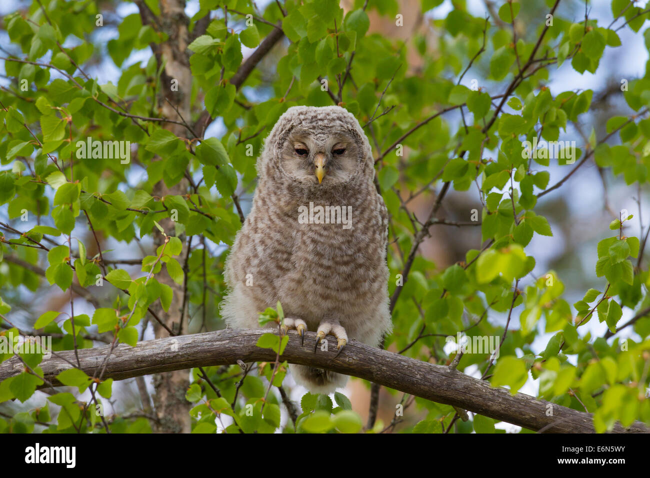 Ural allocco (Strix uralensis) owlet arroccato nella struttura ad albero, Scandinavia Foto Stock