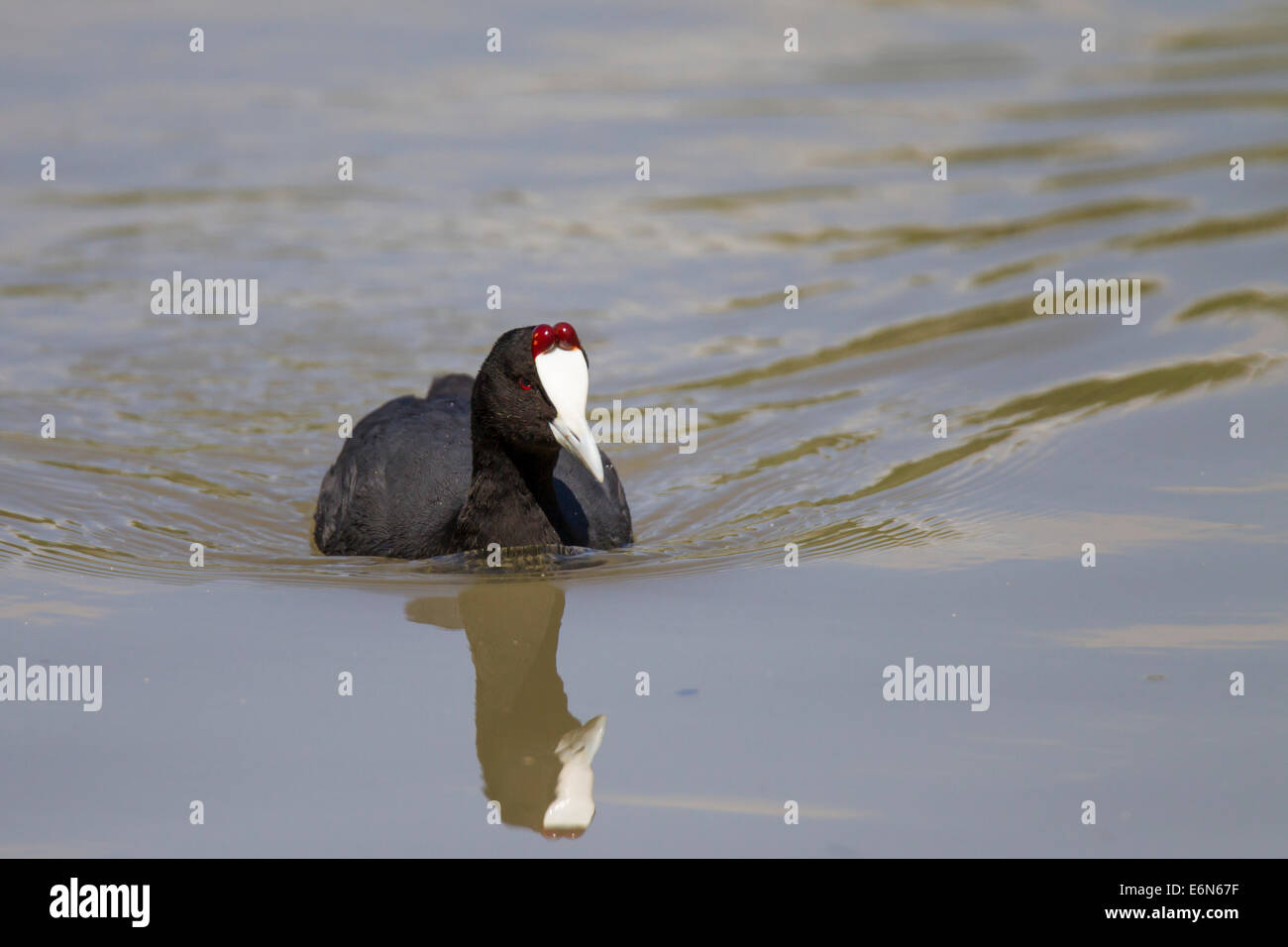 Crested Coot Fulica cristata Kammblässhuhn rosso-pomello Coot blaesshuhn Foto Stock