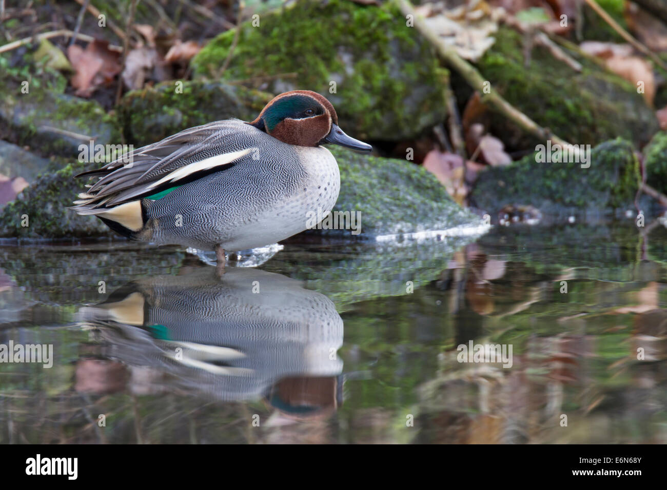 Anas crecca Common Teal Krickente Kriekente Foto Stock