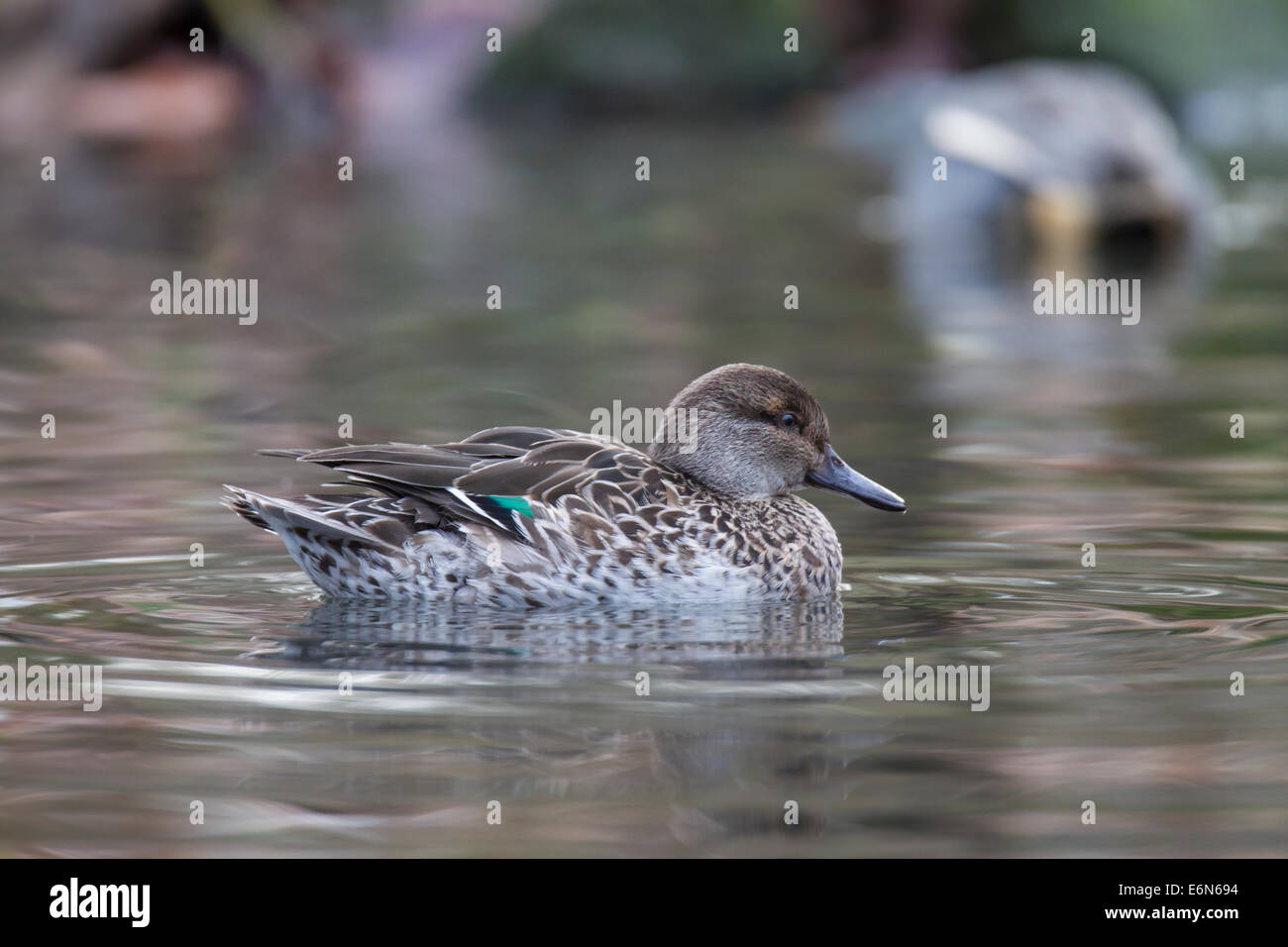 Anas crecca Common Teal Krickente Kriekente Foto Stock