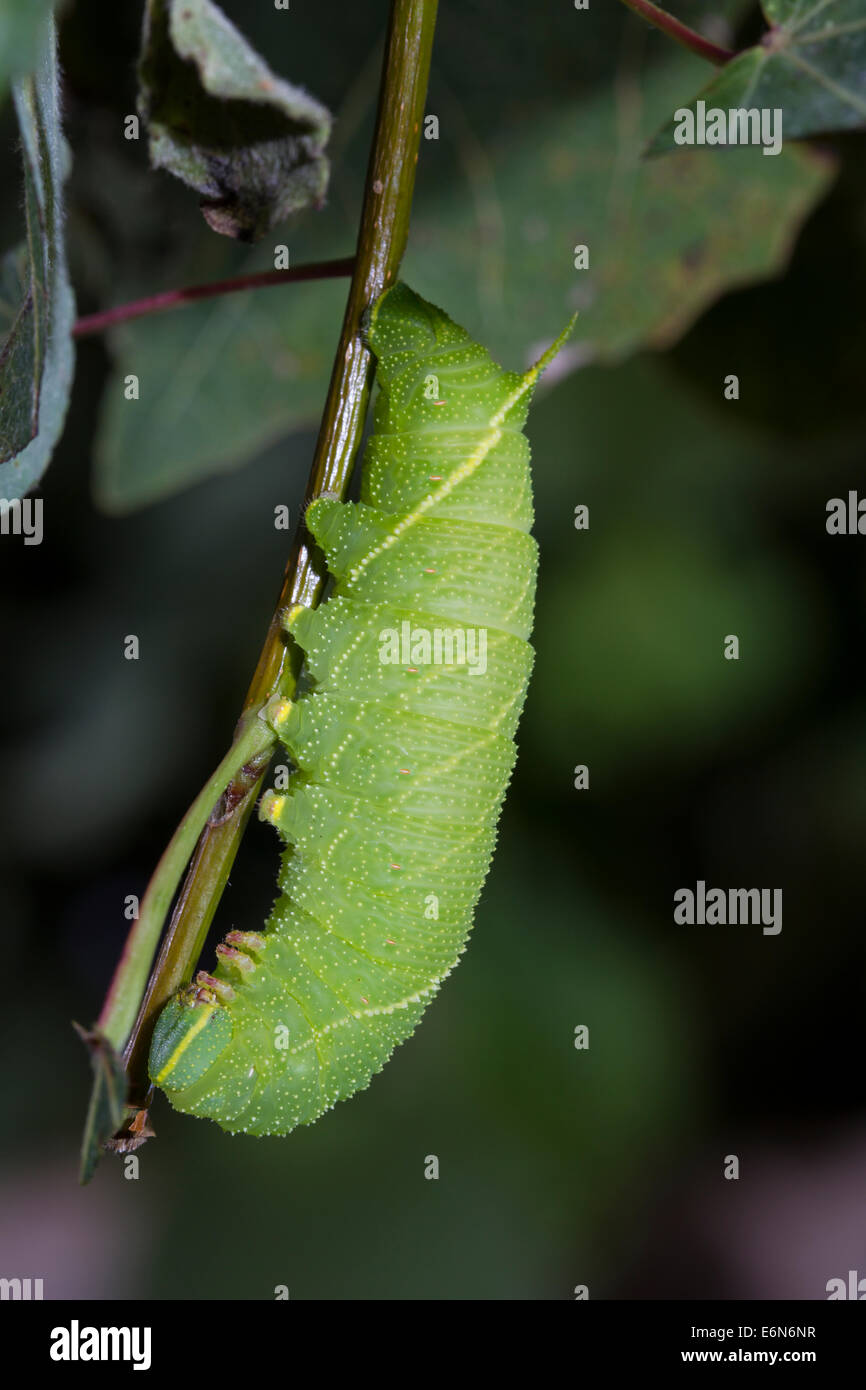 Laothoe populi Pappelschwaermer Poplar Hawk-moth Foto Stock