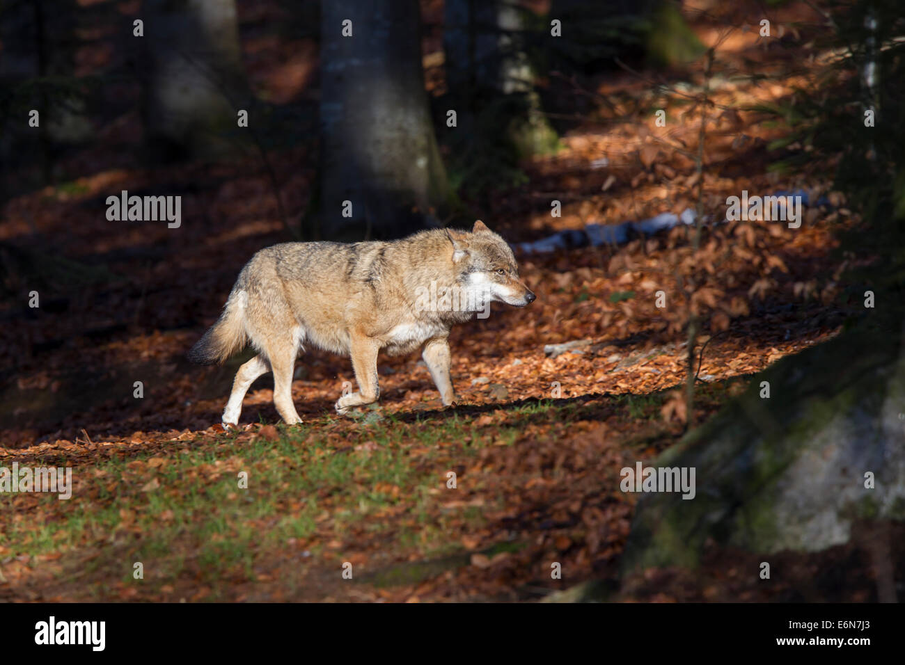 Canis lupus Lupo Lupo grigio mangiare animale della preda Foto Stock