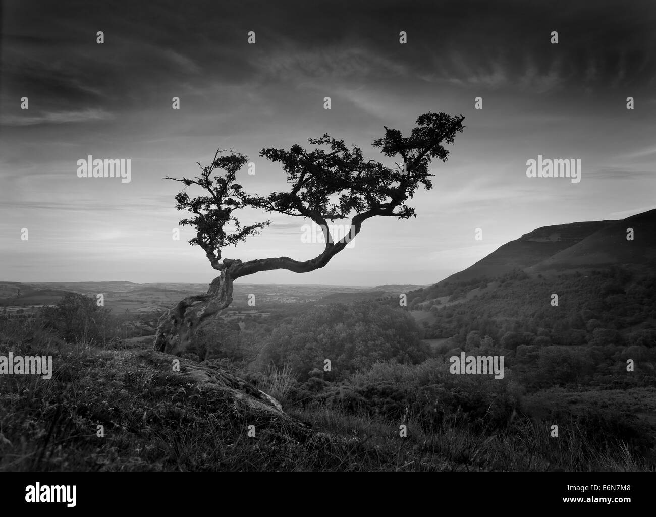 Lone straggly thorn tree stagliano contro il cielo di sera al tramonto tramonto nel Cwm Llwch nel Parco Nazionale di Brecon Beacons Foto Stock