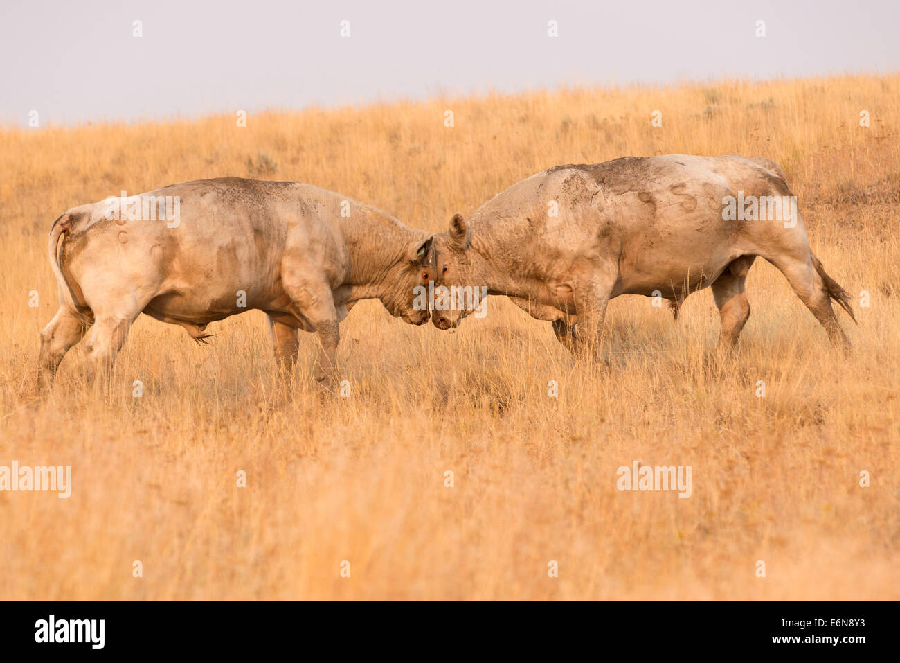 Due tori di andare testa a testa su Oregon's Zumwalt Prairie. Foto Stock